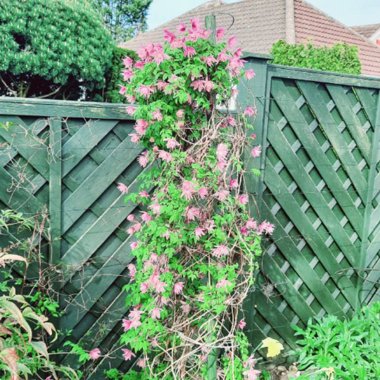 Plant image Clematis macropetala 'Markham's Pink'