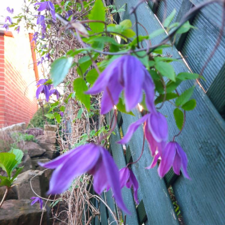 Plant image Clematis alpina 'Helsingborg'