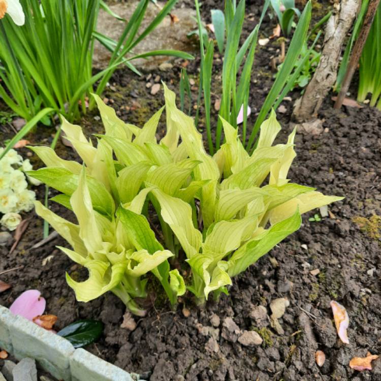 Plant image Hosta 'White Feather'