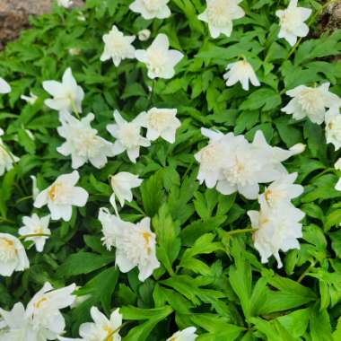 Anemone nemorosa 'Vestal'