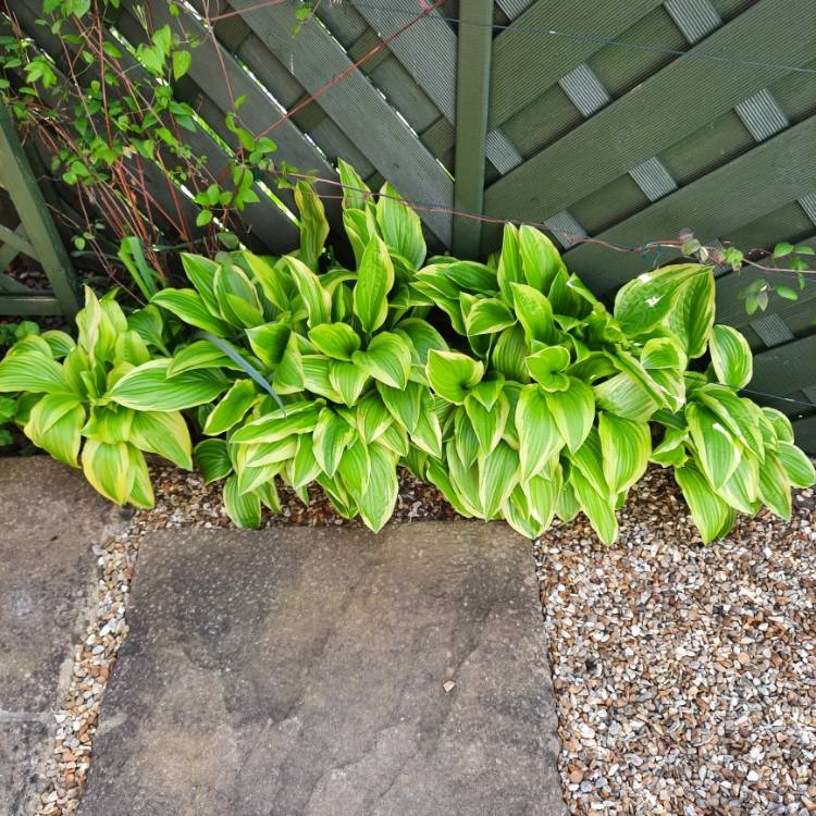 Plant image Hosta 'Golden Tiara'