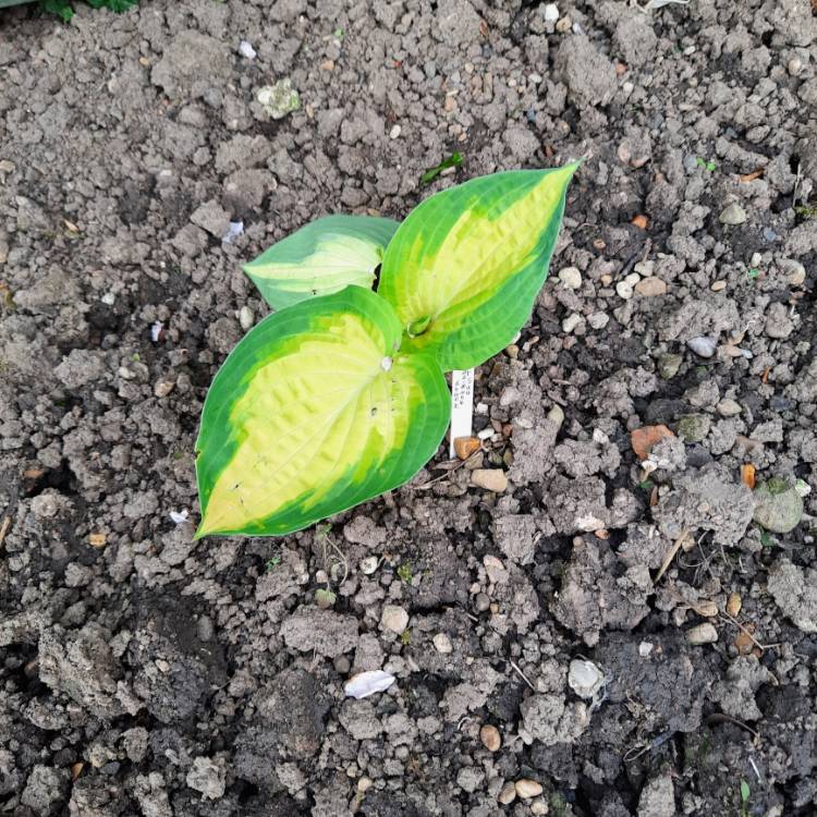 Plant image Hosta 'Forbidden Fruit'