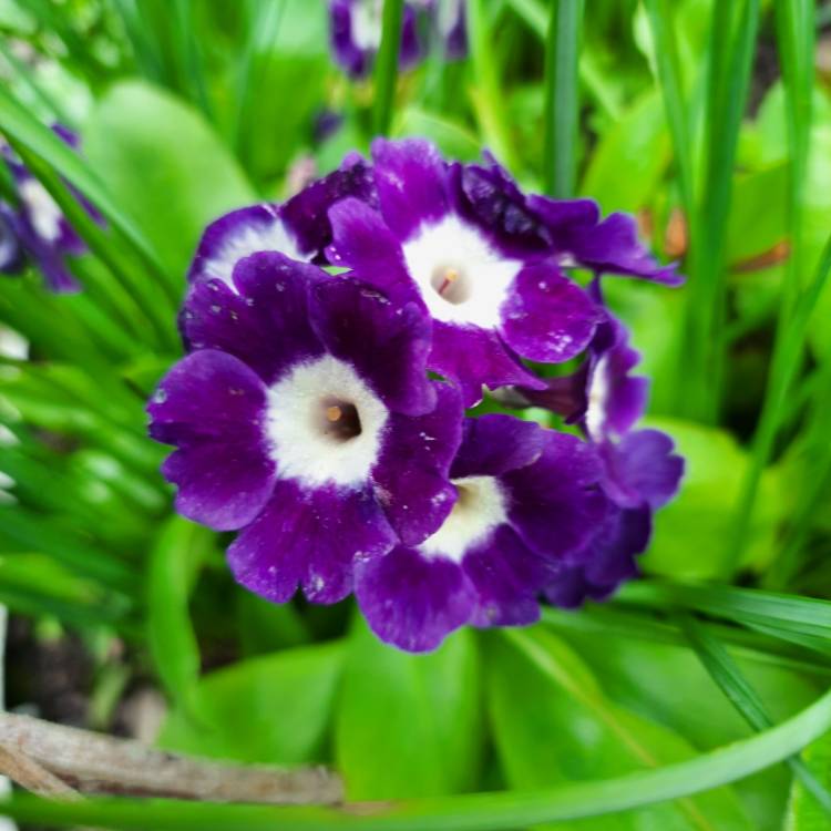 Plant image Primula auricula