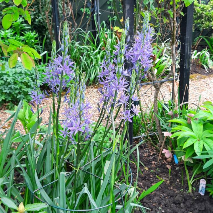 Plant image Camassia leichtlinii subsp. suksdorfii (Caerulea Group)