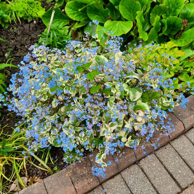 Plant image Brunnera macrophylla 'Hadspen Cream'