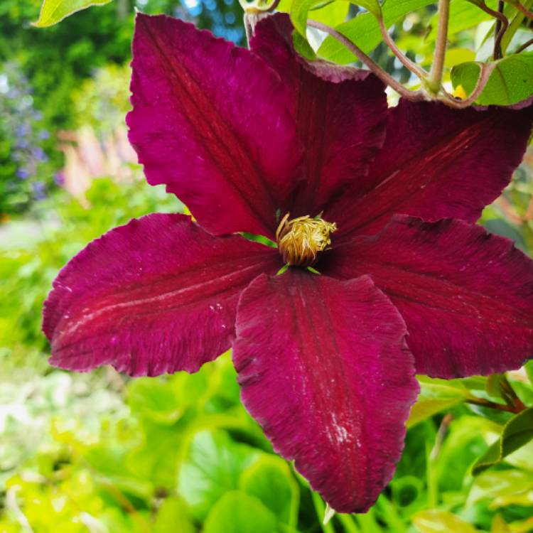 Plant image Clematis 'Niobe'