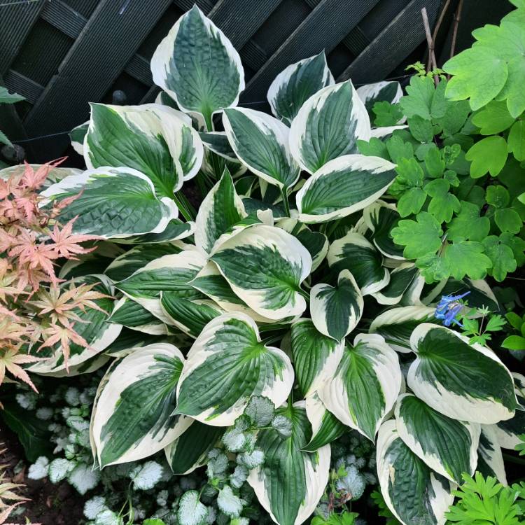 Plant image Hosta 'Patriot'