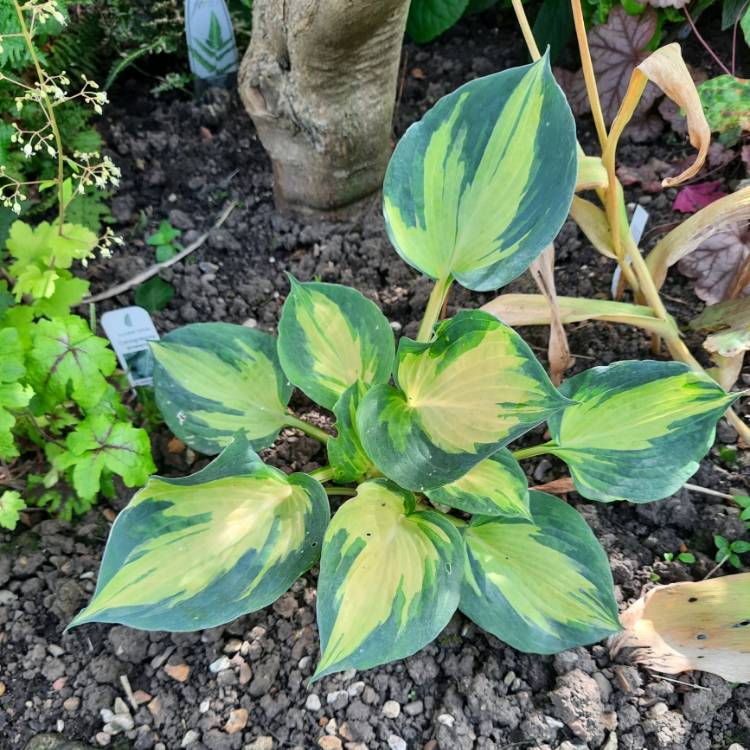 Plant image Hosta 'Dream Weaver'