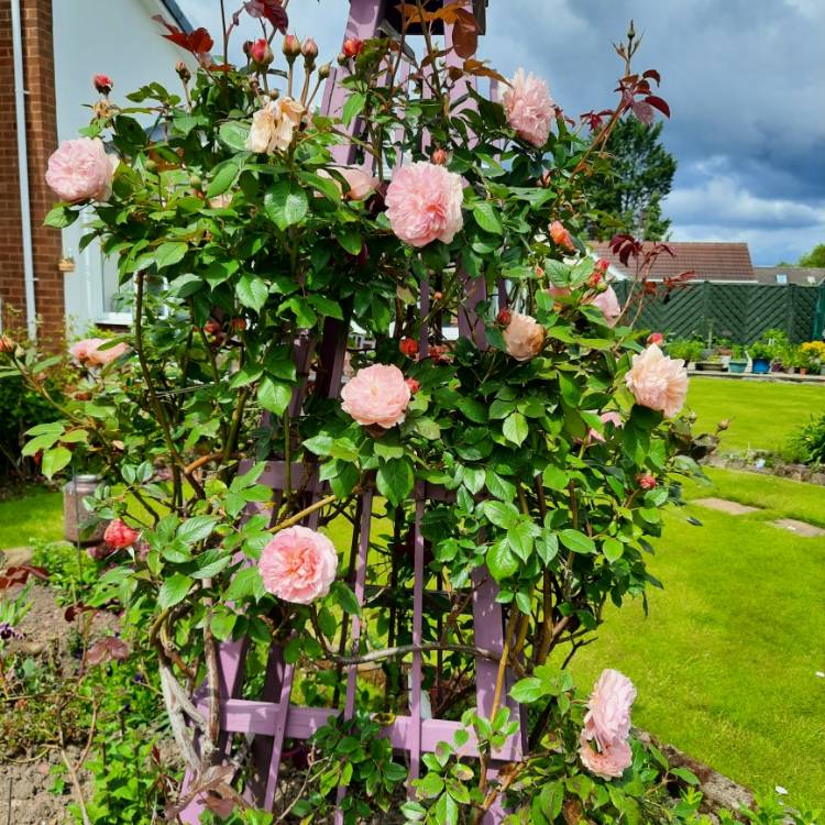 Plant image Rosa 'Ausled' syn. Rosa 'A Shropshire Lad'