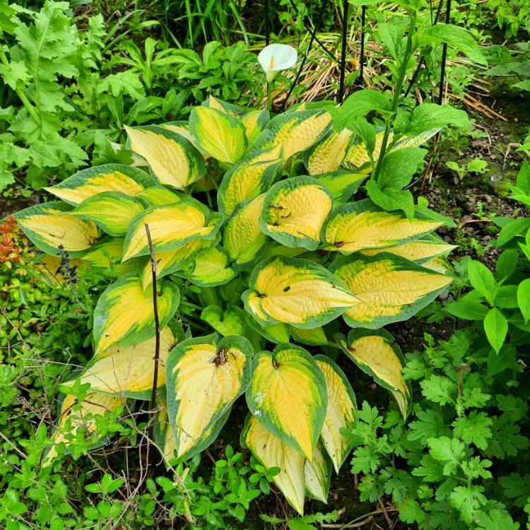 Plant image Hosta 'Orange Marmalade'