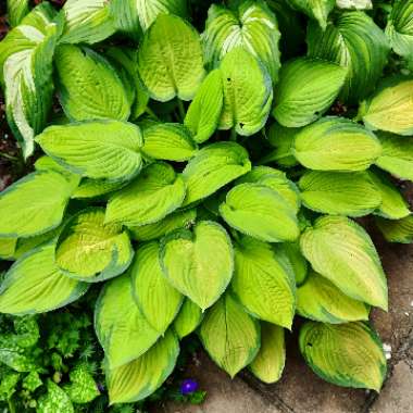 Hosta 'Gold Standard'