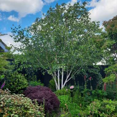 Betula utilis 'Jacquemontii'