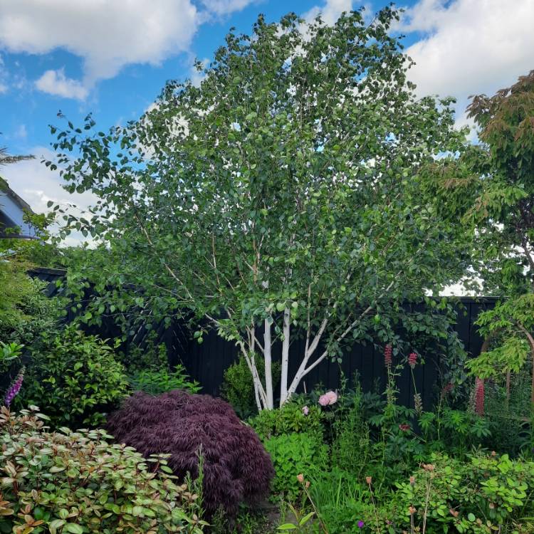 Plant image Betula utilis 'Jacquemontii'