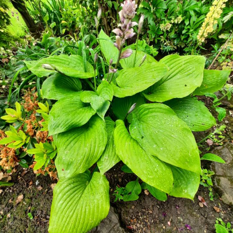 Plant image Hosta 'Sum and Substance'