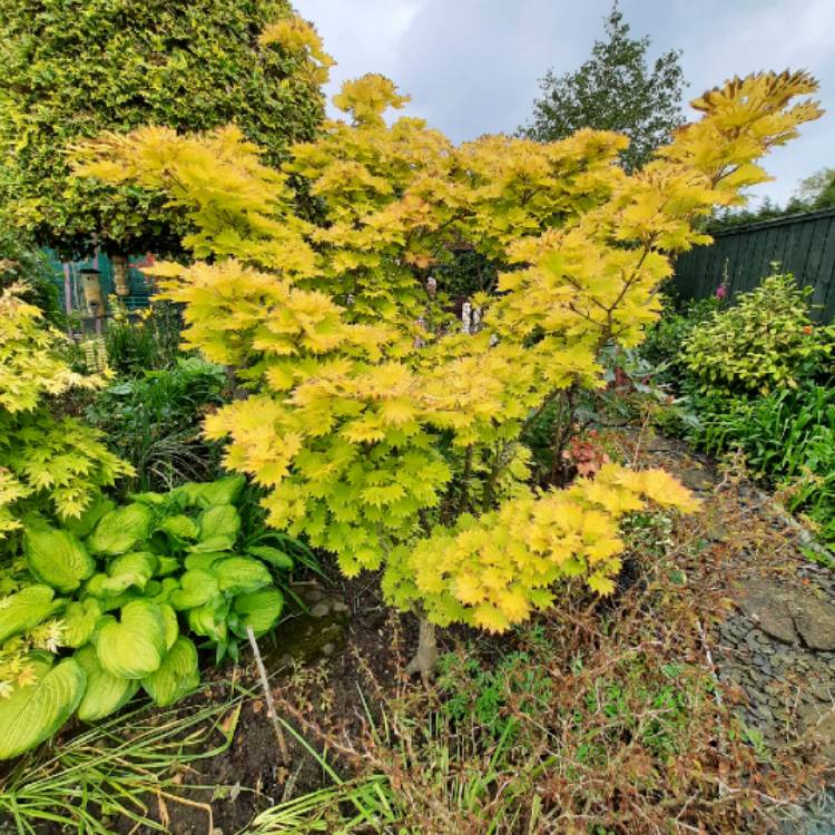 Plant image Acer shirasawanum 'Aureum'