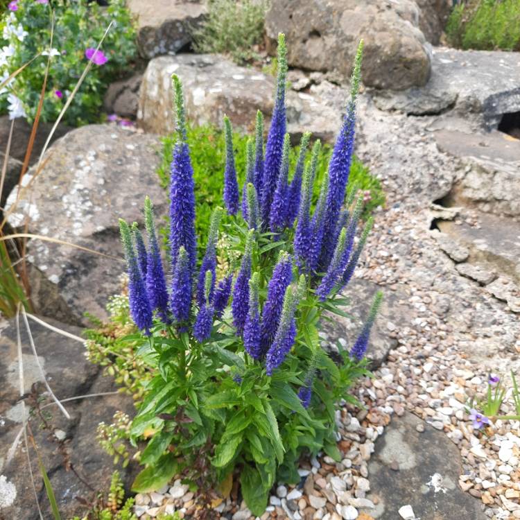 Plant image Veronica spicata 'Ulster Blue Dwarf'