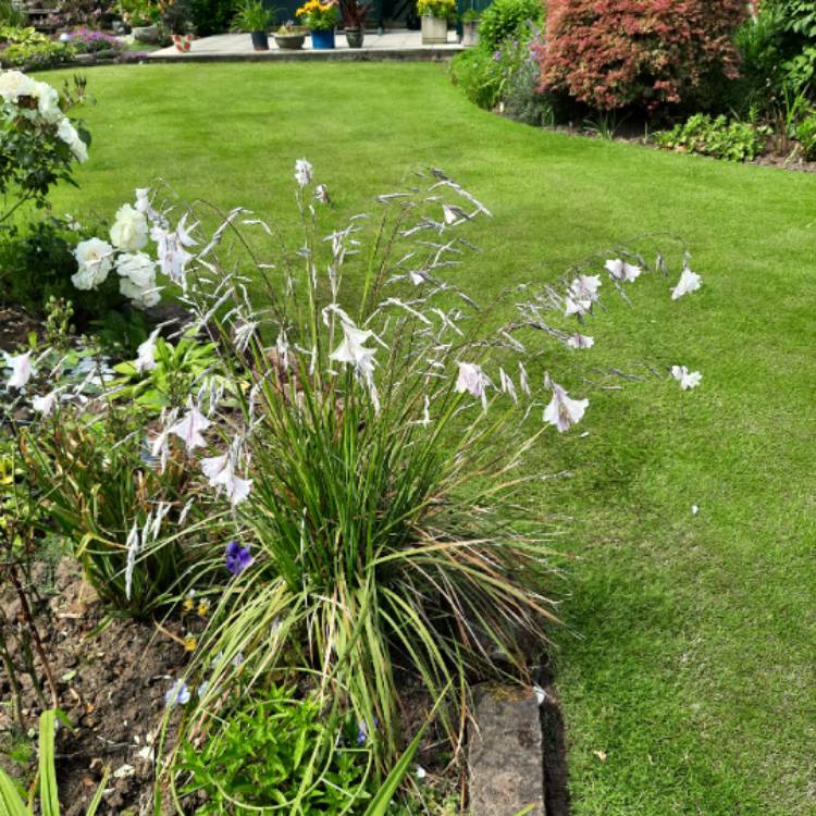 Plant image Dierama 'Guinevere'