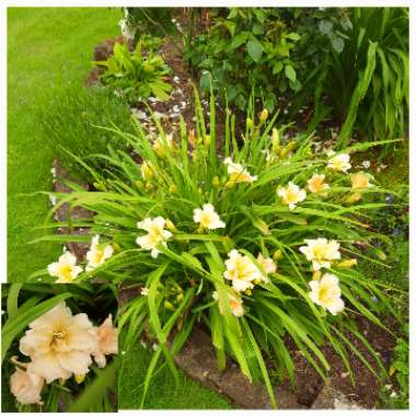 Hemerocallis 'Ikebana Star'