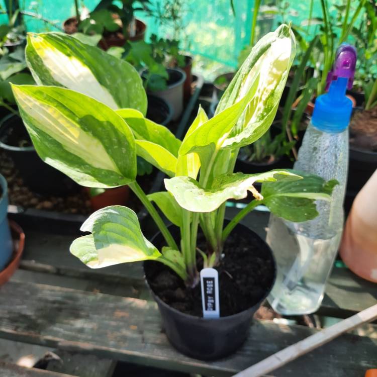 Plant image Hosta 'Gypsy Rose'