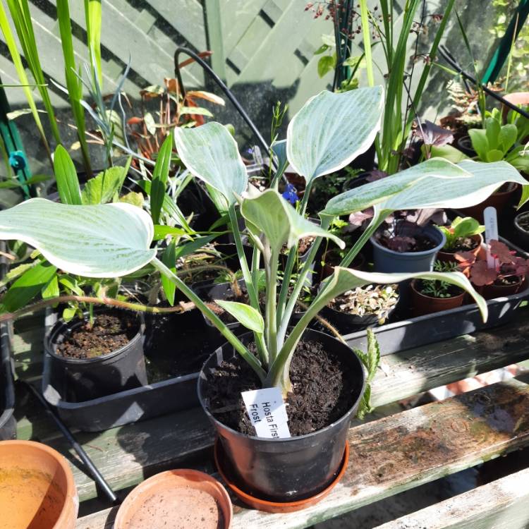 Plant image Hosta 'First Frost'