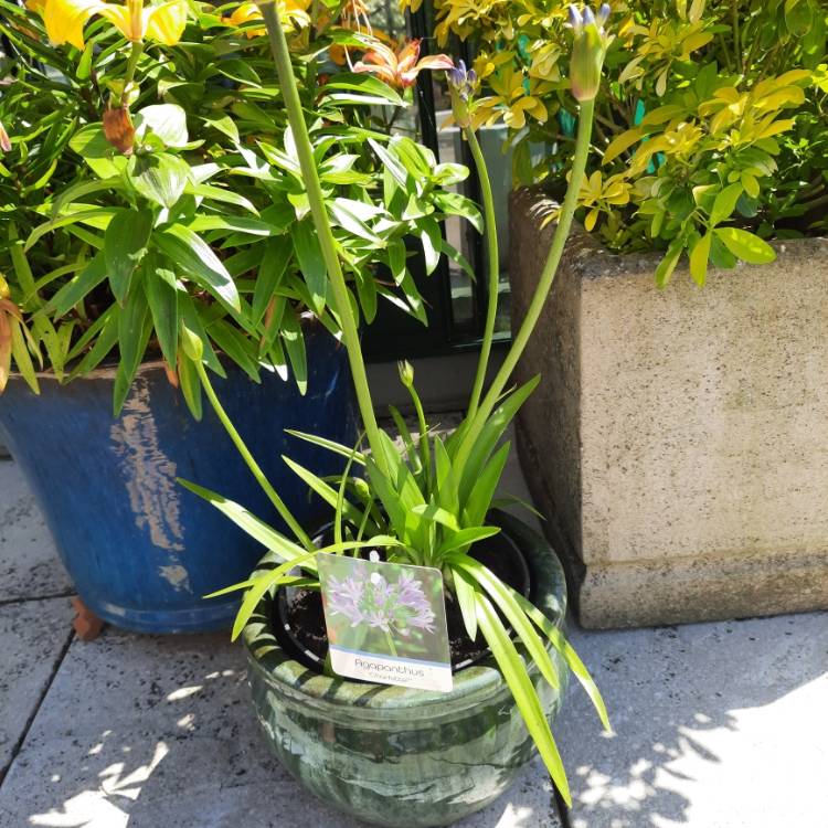 Plant image Agapanthus 'Charlotte'