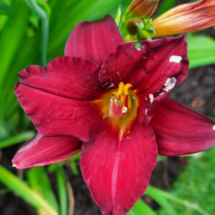 Plant image Hemerocallis 'Pardon Me'