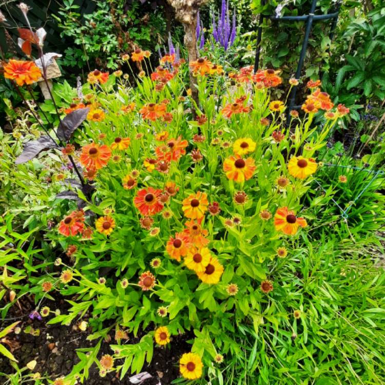 Plant image Helenium 'Sahin's Early'