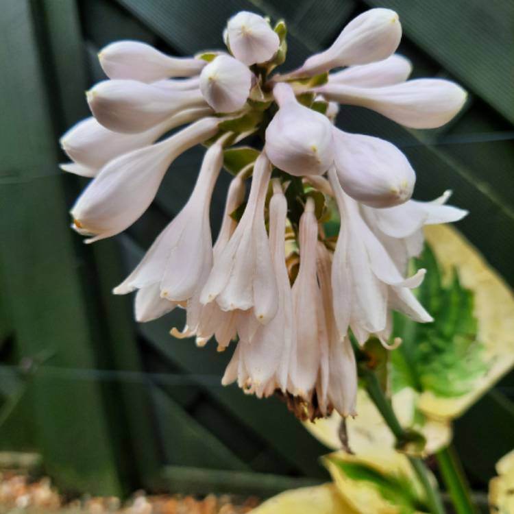 Plant image Hosta 'Brim Cup'