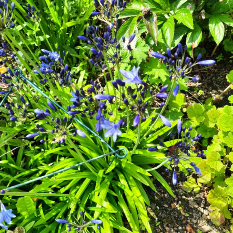 Plant image Agapanthus 'Midnight Star' syn. Agapanthus 'Navy Blue'