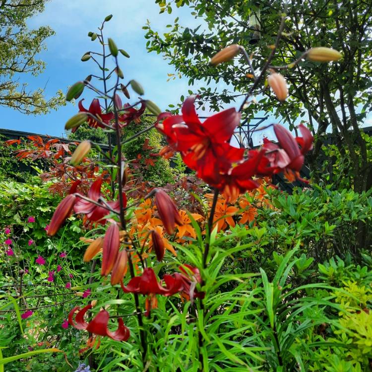 Plant image Lilium 'Red Velvet'