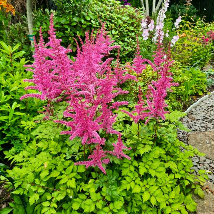 Plant image Astilbe chinensis var. pumila