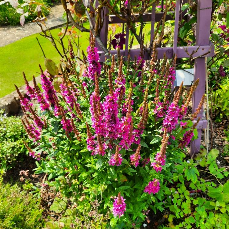 Plant image Lythrum salicaria 'Robert'