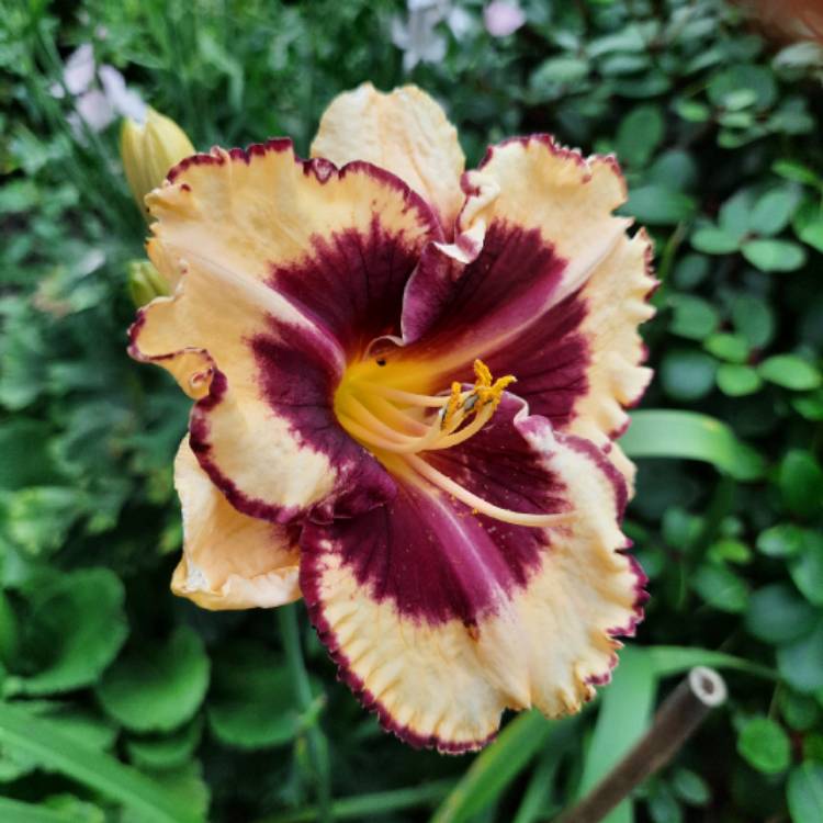 Plant image Hemerocallis 'Calico Jack'