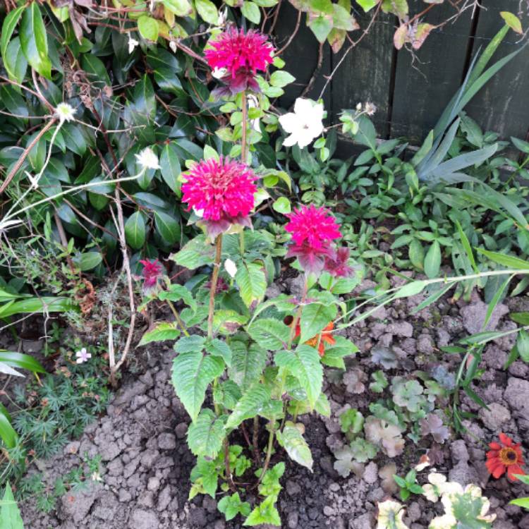 Plant image Monarda 'Fireball'