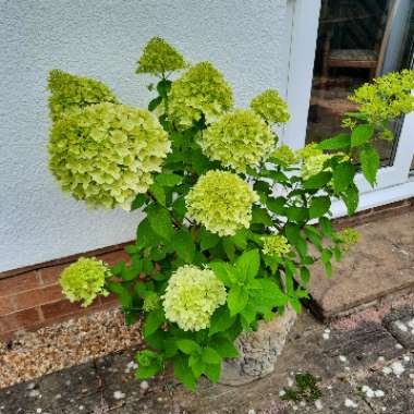 Hydrangea paniculata 'Diamant Rouge'