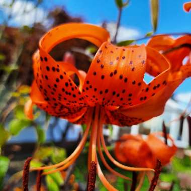 Lilium lancifolium