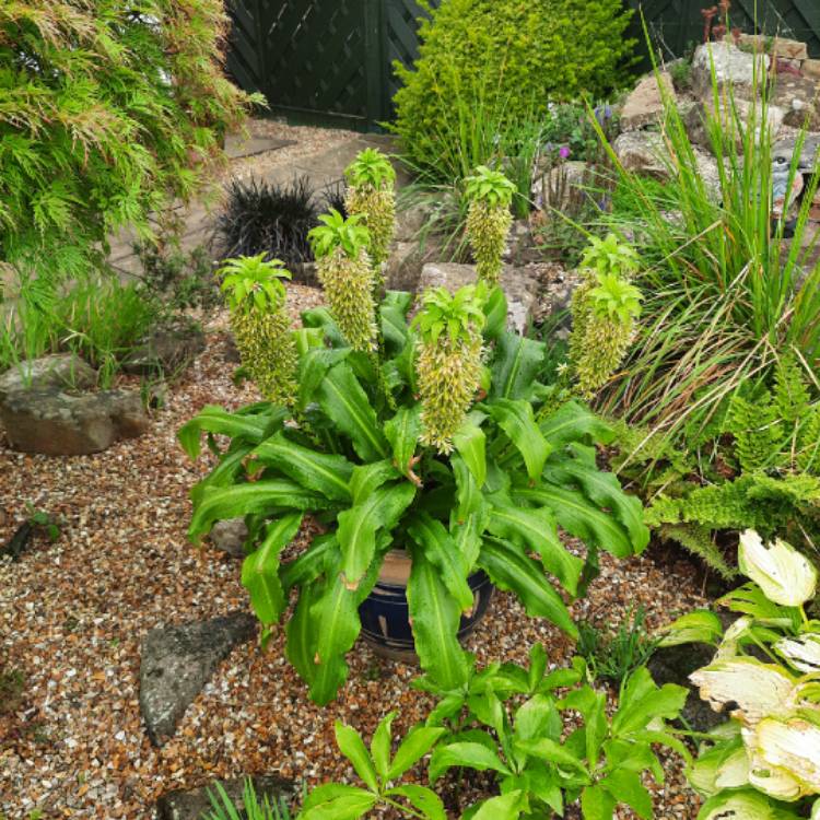 Plant image Eucomis bicolor