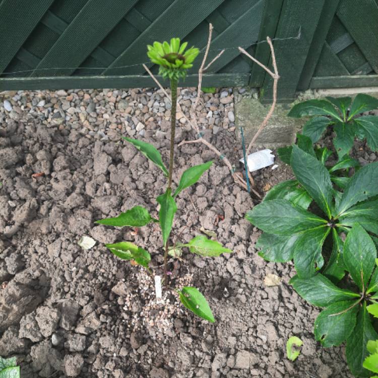 Plant image Echinacea purpurea 'Green Twister'