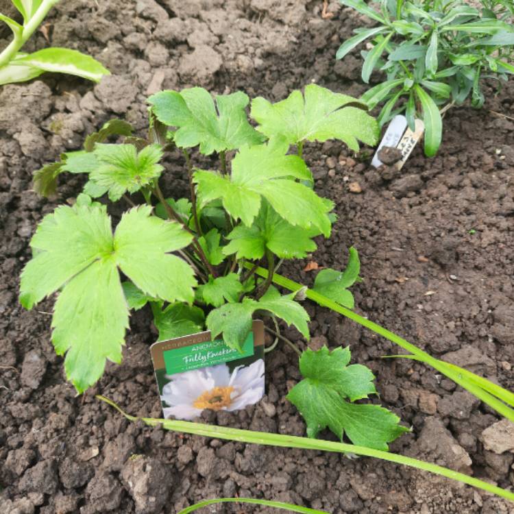 Plant image Anemone ‘Frilly Knickers'