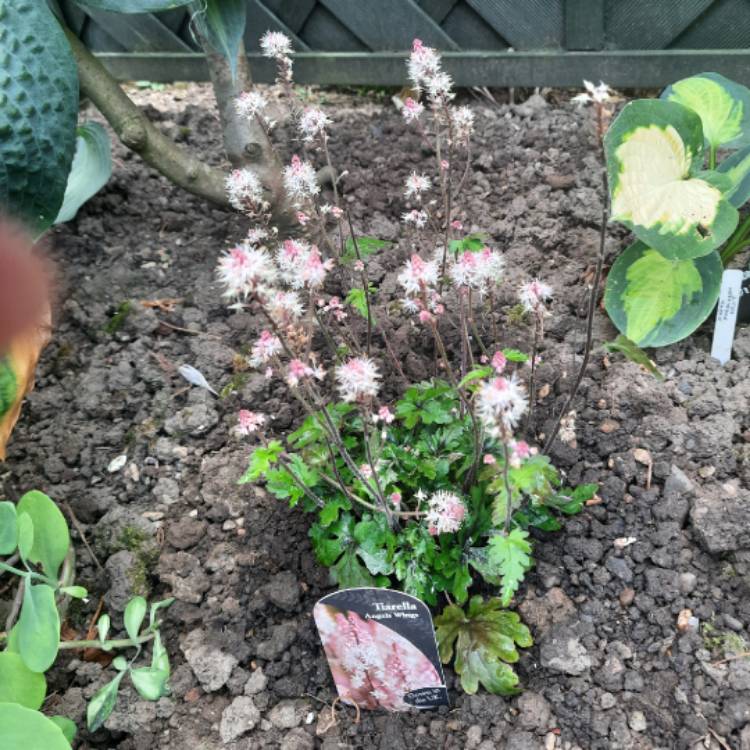 Plant image Tiarella 'Angel Wings' (Fox Series)