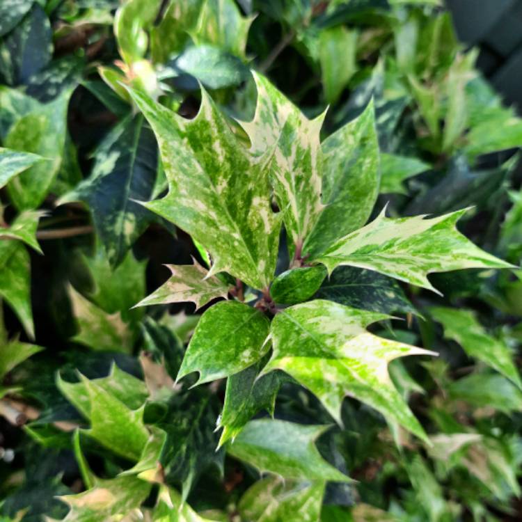 Plant image Osmanthus heterophyllus 'Goshiki'