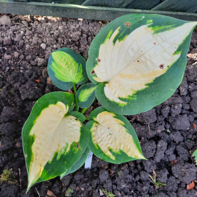 Plant image Hosta 'Forbidden Fruit'