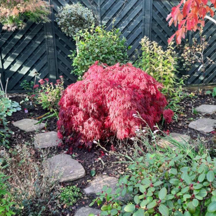 Plant image Acer palmatum 'Dissectum Atropurpureum' (Dissectum Group) syn. Acer palmatum var. dissectum 'Dissectum Atropurpureum'