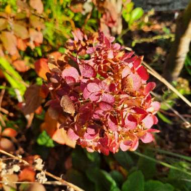 Hydrangea paniculata 'Limelight'