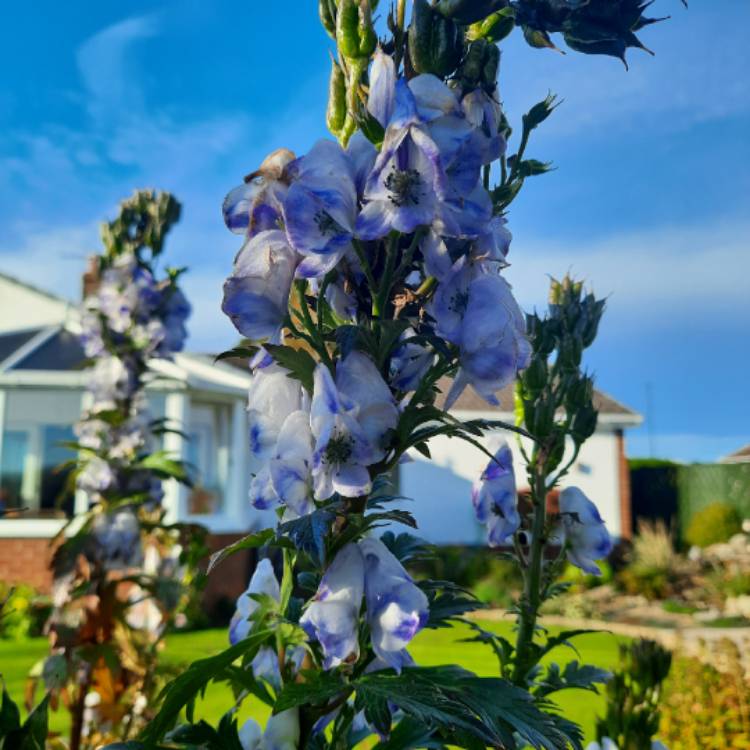 Plant image Aconitum