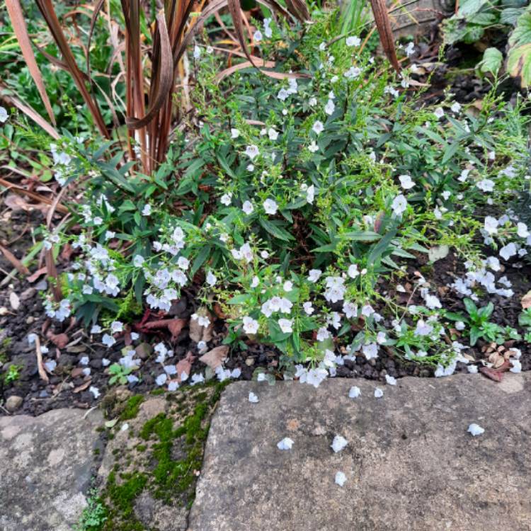 Plant image Parahebe 'Snow Clouds'