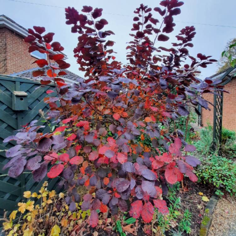 Plant image Cotinus