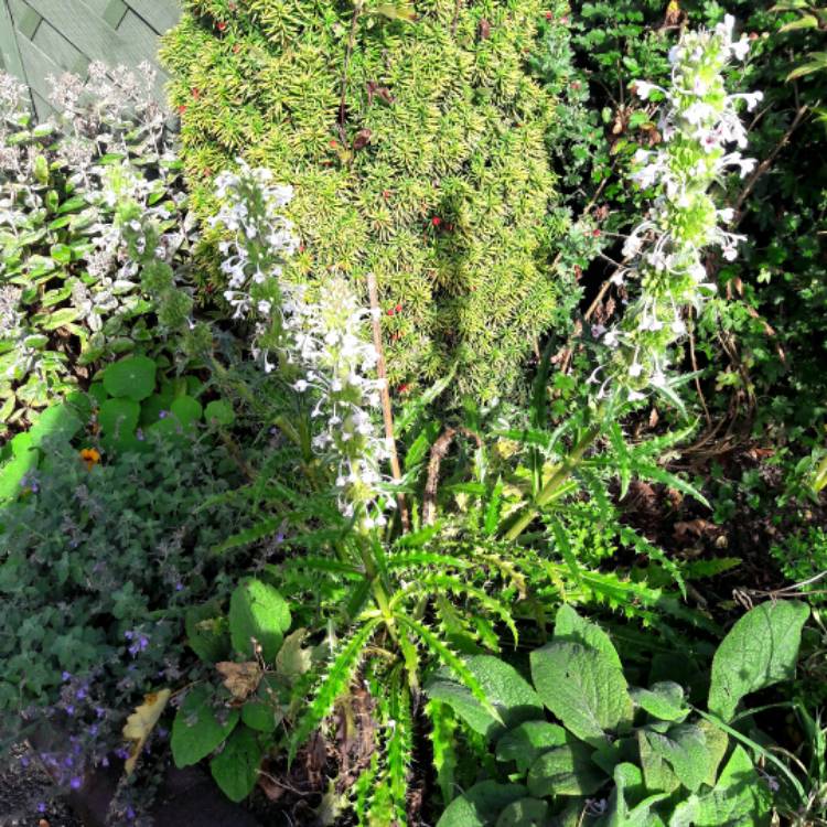 Plant image Morina longifolia 