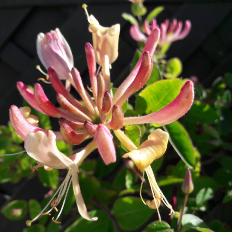 Plant image Lonicera x americana 'Pam's Pink'