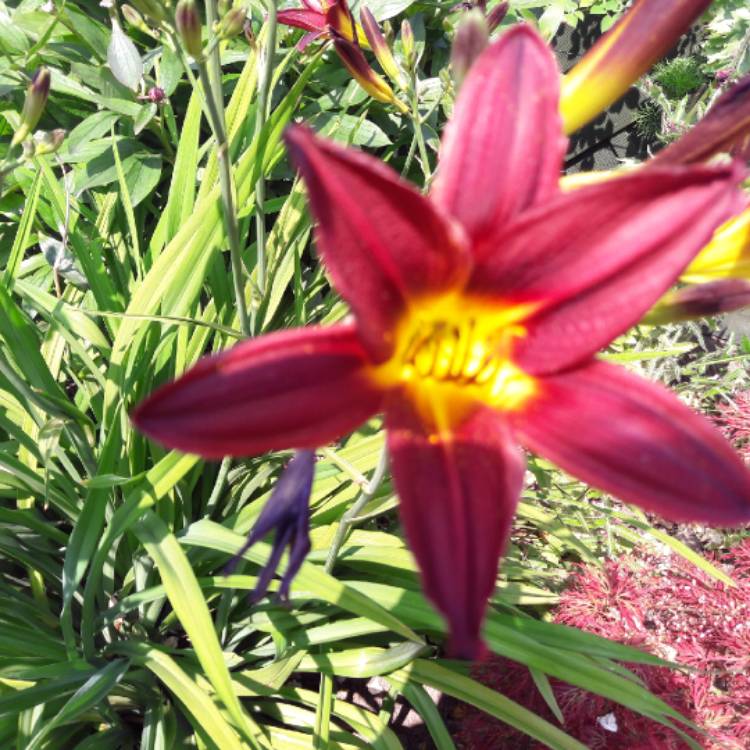 Plant image Hemerocallis fulva 'Flore Pleno'